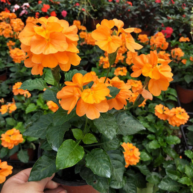 阳台庭院宿根多年生开花木本植物鸟尾花盆栽花期好养