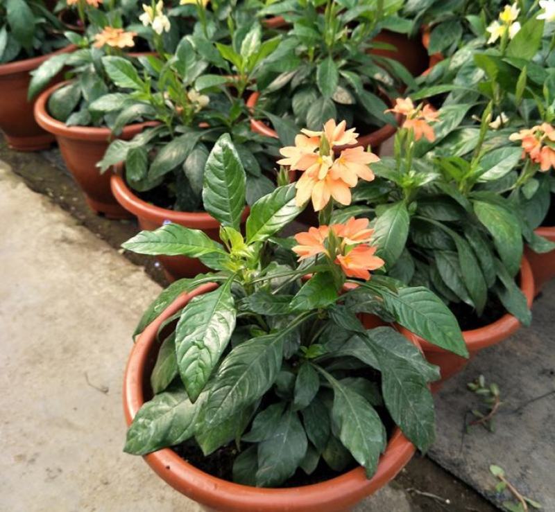 阳台庭院宿根多年生开花木本植物鸟尾花盆栽花期好养