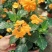 阳台庭院宿根多年生开花木本植物鸟尾花盆栽花期好养