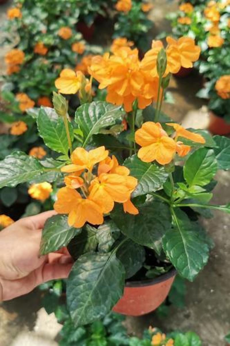 阳台庭院宿根多年生开花木本植物鸟尾花盆栽花期好养