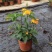 阳台庭院宿根多年生开花木本植物鸟尾花盆栽花期好养