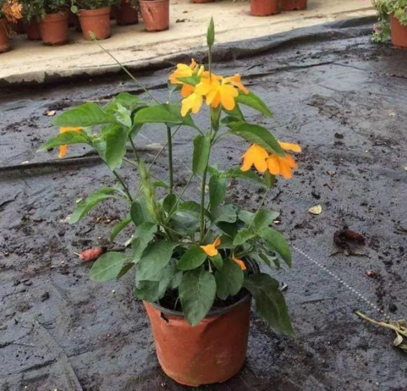 阳台庭院宿根多年生开花木本植物鸟尾花盆栽花期好养