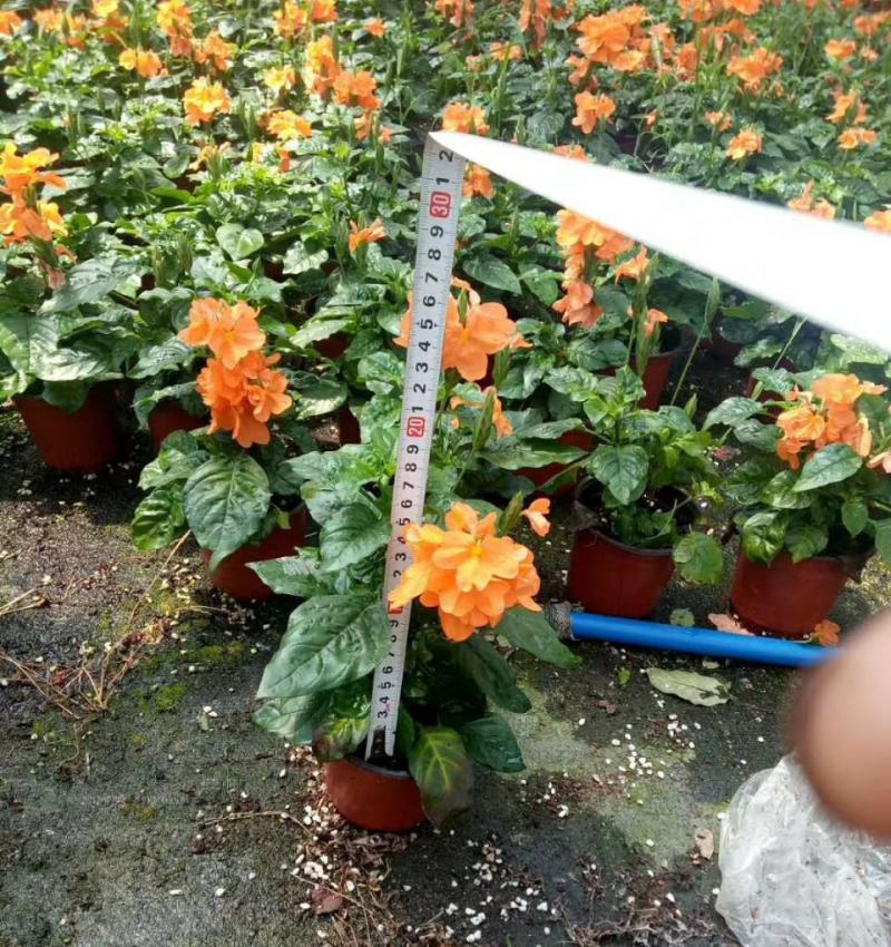 阳台庭院宿根多年生开花木本植物鸟尾花盆栽花期好养