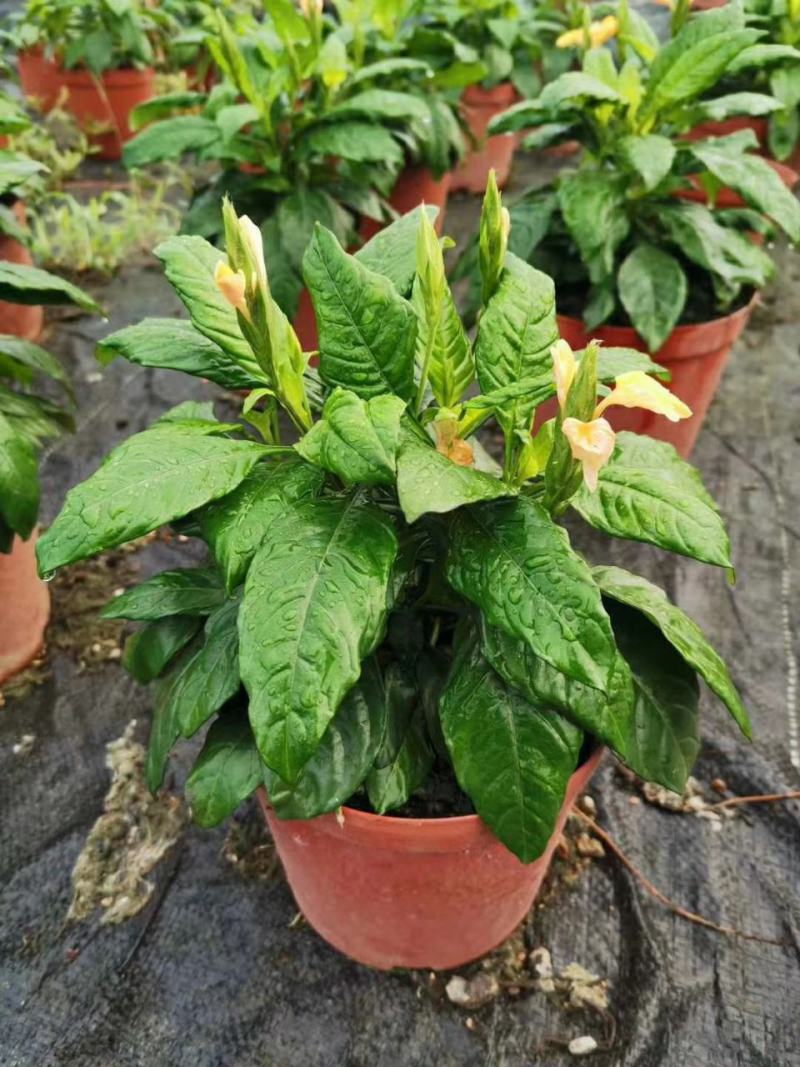 阳台庭院宿根多年生开花木本植物鸟尾花盆栽花期好养