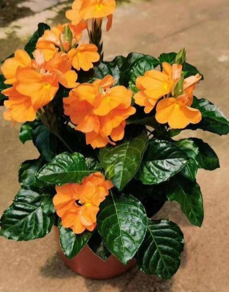 阳台庭院宿根多年生开花木本植物鸟尾花盆栽花期好养