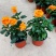 阳台庭院宿根多年生开花木本植物鸟尾花盆栽花期好养