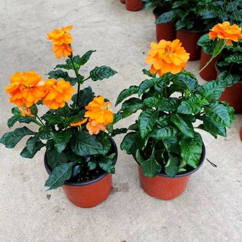 阳台庭院宿根多年生开花木本植物鸟尾花盆栽花期好养