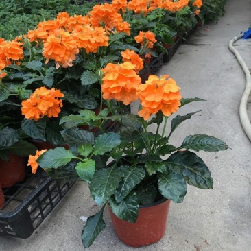 阳台庭院宿根多年生开花木本植物鸟尾花盆栽花期好养
