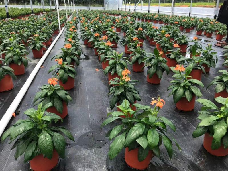 阳台庭院宿根多年生开花木本植物鸟尾花盆栽花期好养