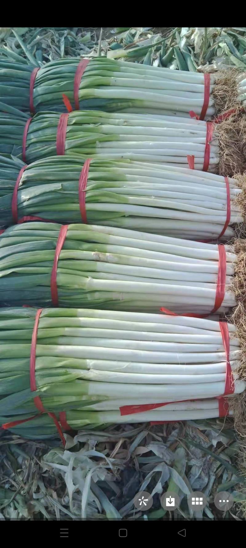 精品铁杆大葱