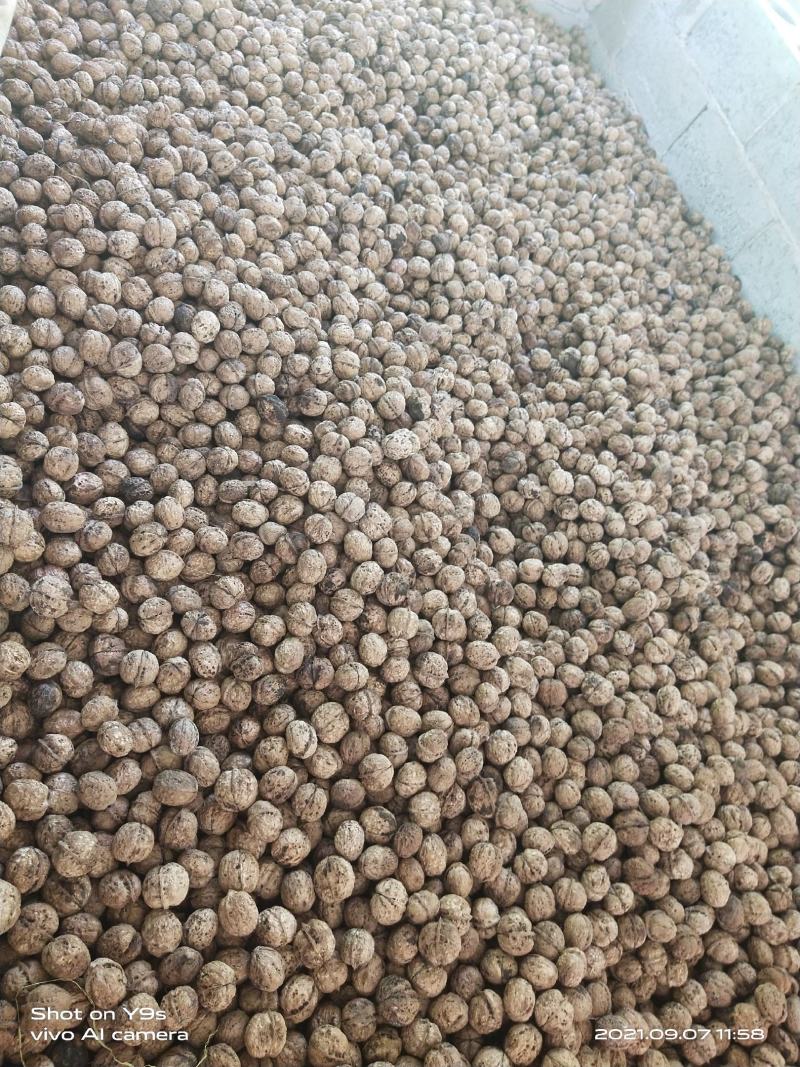 普洱景东无量山薄皮核桃