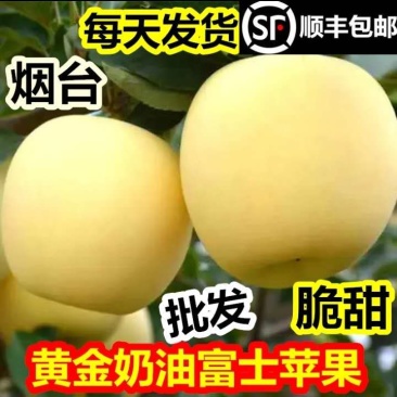 黄金奶油富士苹果山东烟台一件代发电商微商抖企业团购供应链