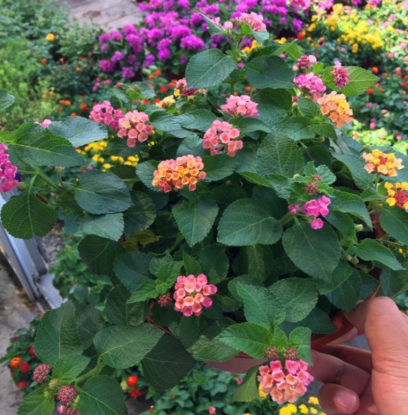 五色梅彩花四季盆栽老桩包邮马缨丹耐寒热好养植物期长久绿植