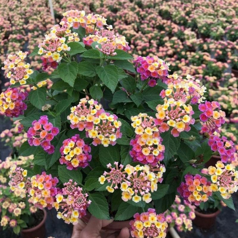 五色梅彩花四季盆栽老桩包邮马缨丹耐寒热好养植物期长久绿植