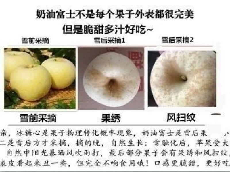 黄金奶油富士苹果山东烟台一件代发电商微商抖企业团购供应链
