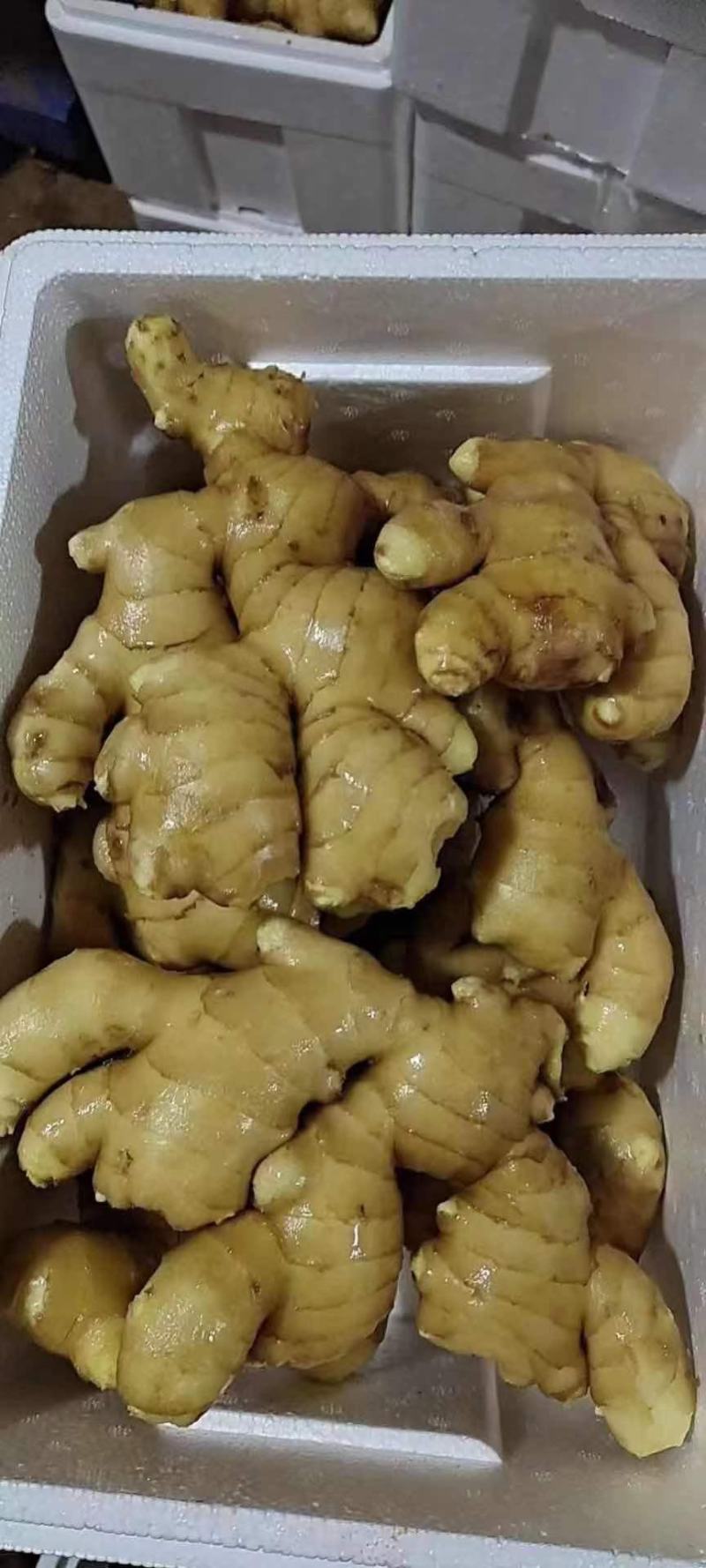 窖藏生姜产地直供（电商）超市加工常年供应