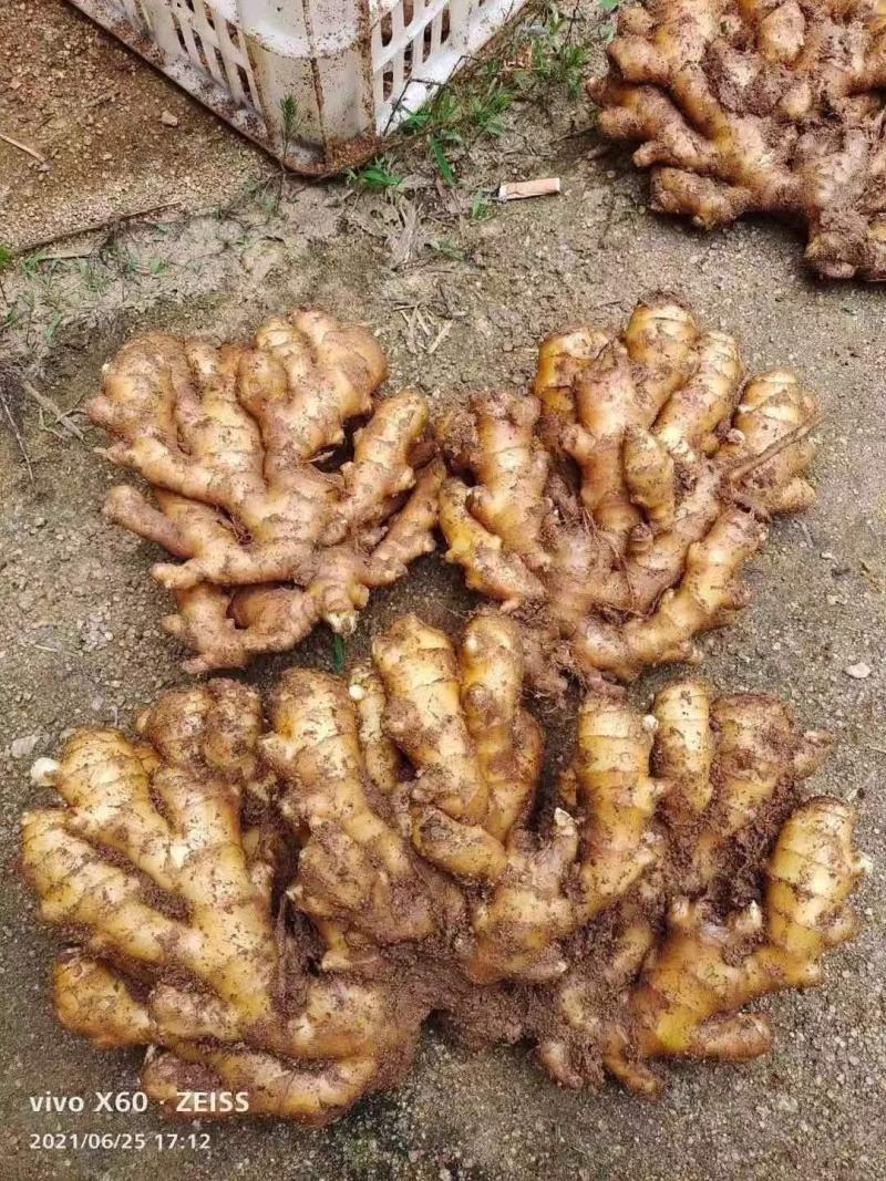 窖藏生姜产地直供（电商）超市加工常年供应