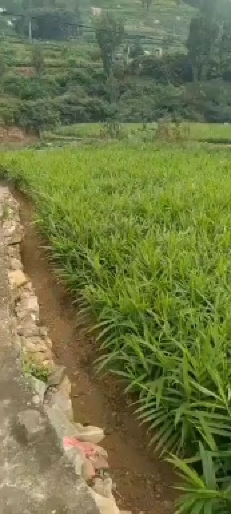 窖藏生姜产地直供（电商）超市加工常年供应