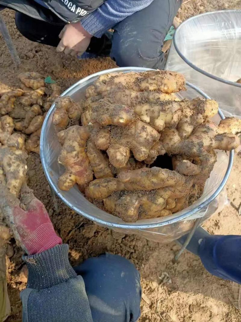 窖藏生姜产地直供（电商）超市加工常年供应