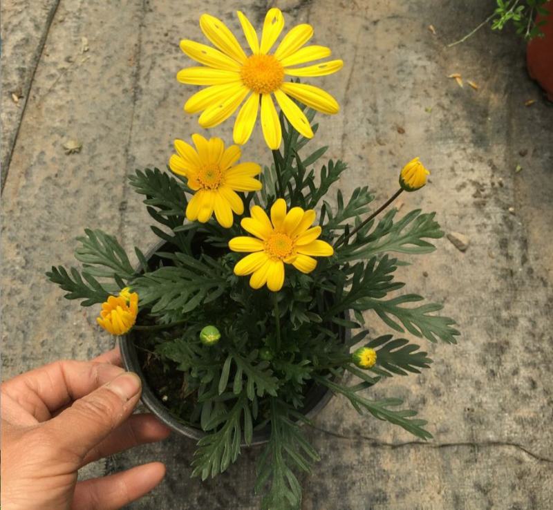 黄金菊盆栽大苗黄金玛格丽特花卉带花多年生木本植物耐寒耐热