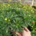 黄金菊盆栽大苗黄金玛格丽特花卉带花多年生木本植物耐寒耐热