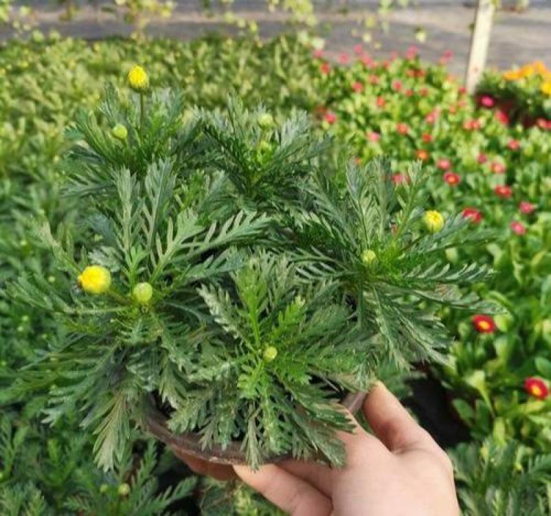 黄金菊盆栽大苗黄金玛格丽特花卉带花多年生木本植物耐寒耐热