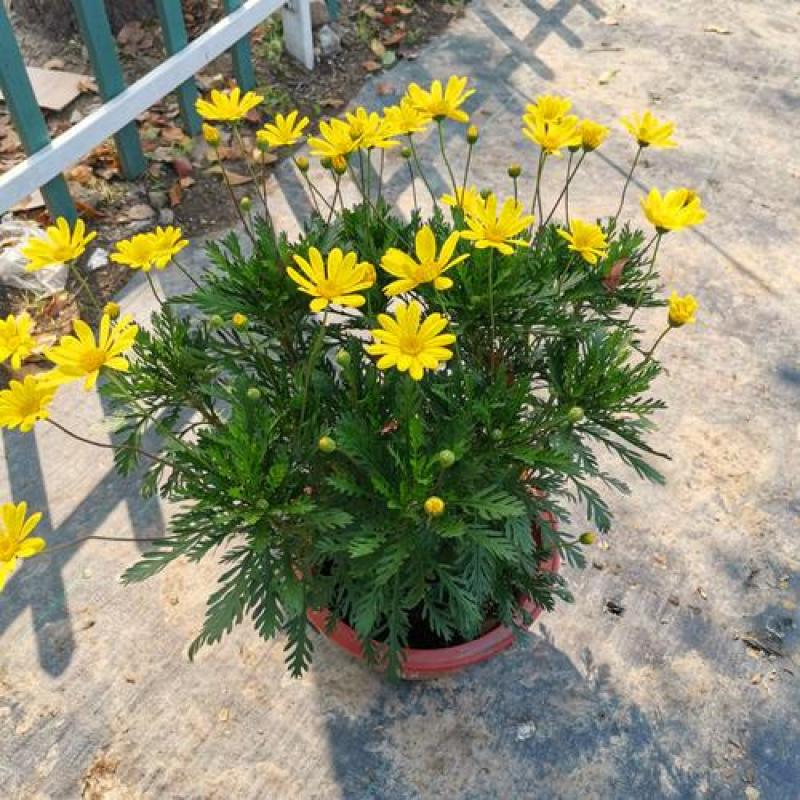 黄金菊盆栽大苗黄金玛格丽特花卉带花多年生木本植物耐寒耐热