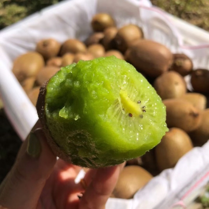 徐香猕猴桃小果供货基地直销批发零售包邮促销