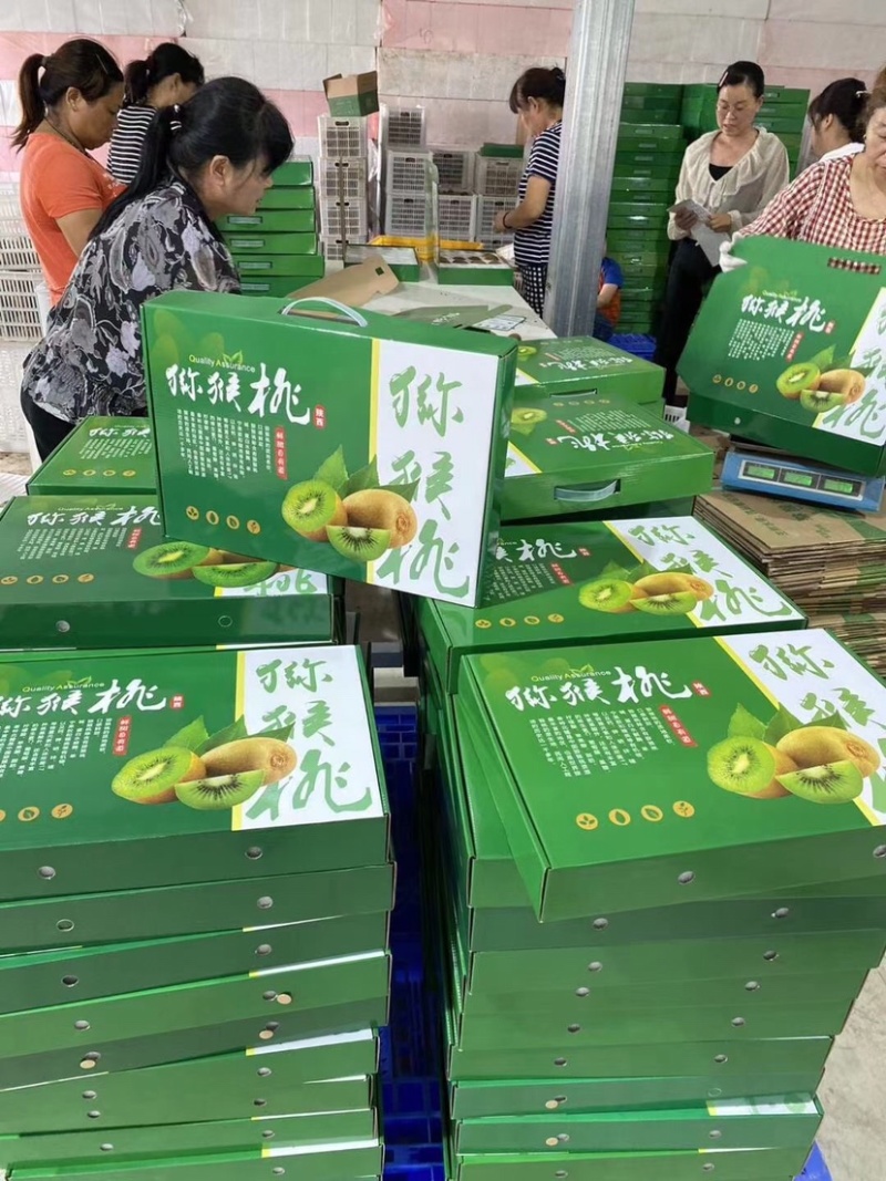 徐香猕猴桃小果供货基地直销批发零售包邮促销