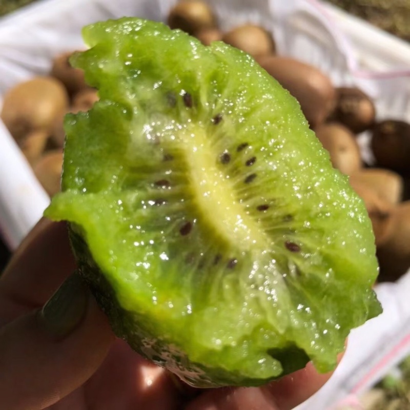 徐香猕猴桃小果供货基地直销批发零售包邮促销