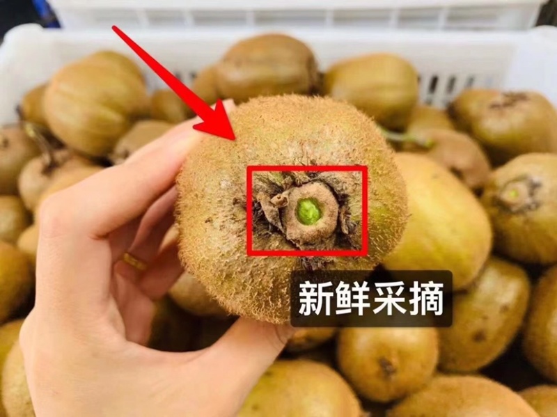 徐香猕猴桃小果供货基地直销批发零售包邮促销