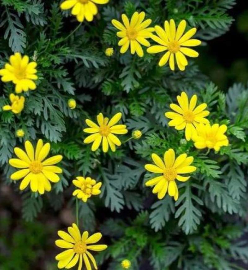 黄金菊种子永生菊多年生花草种子易种花色亮丽花期长