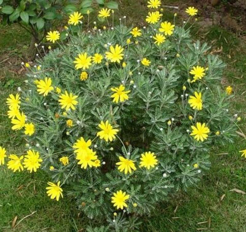 黄金菊种子永生菊多年生花草种子易种花色亮丽花期长