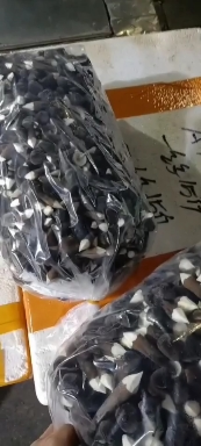 黑皮鸡枞菌