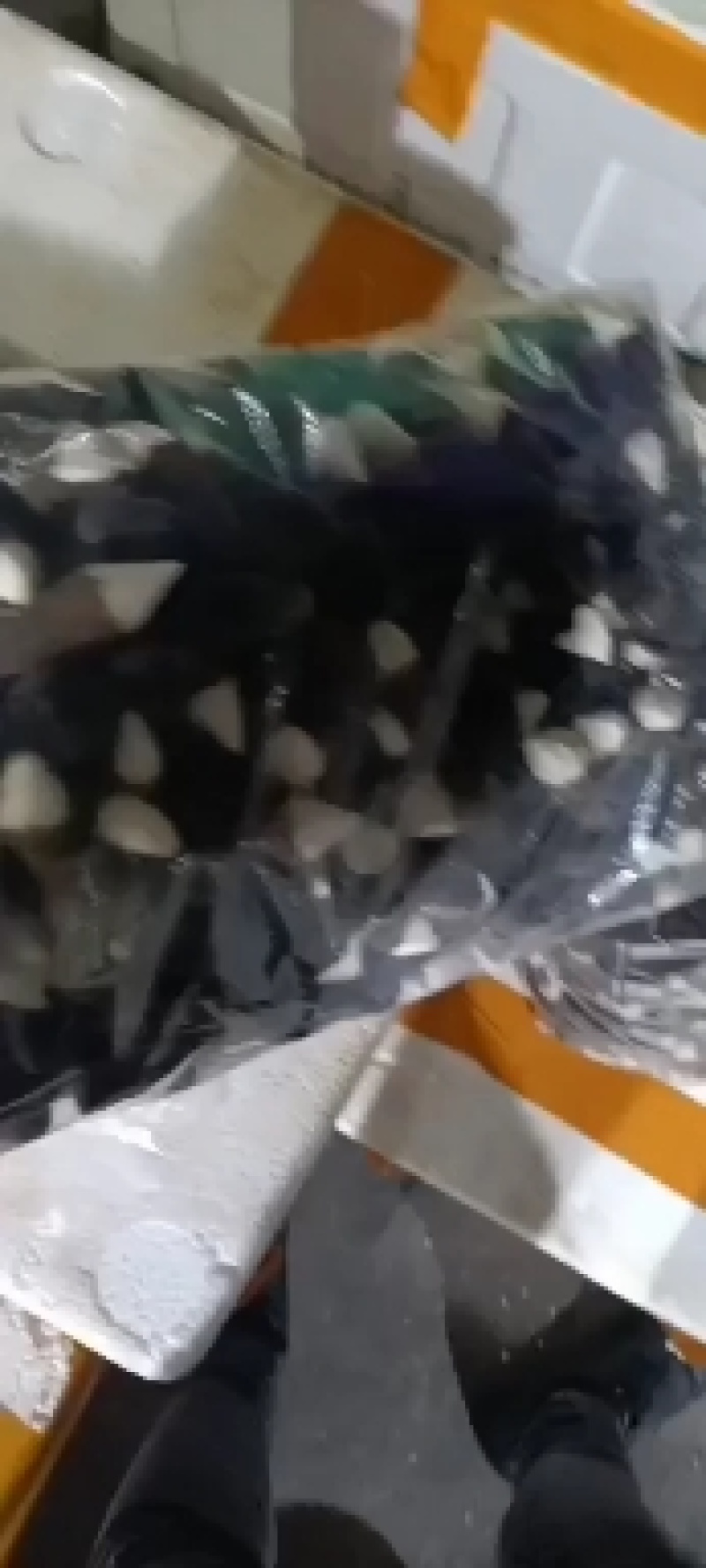 黑皮鸡枞菌