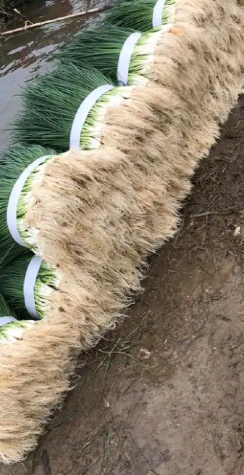 当阳市小葱种葱苗