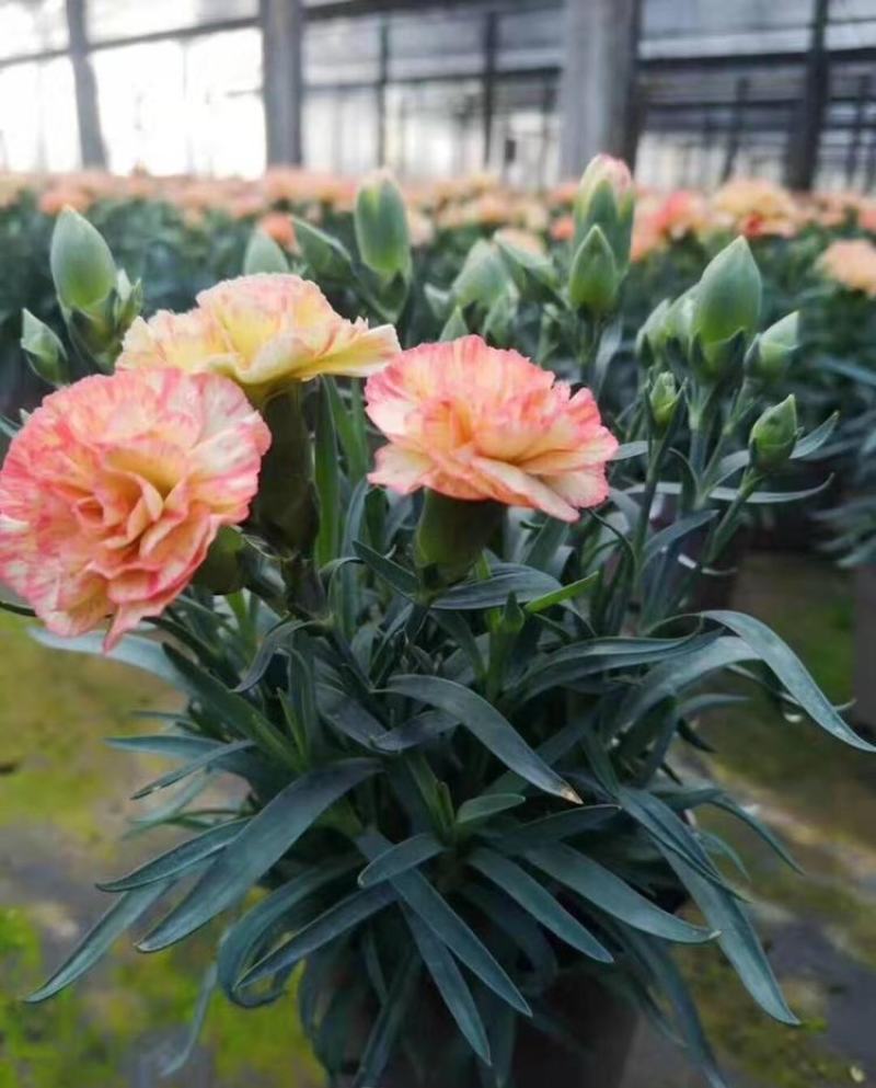 康乃馨花苗四季开花大花阳台庭院绿植盆栽花卉鲜花小苗