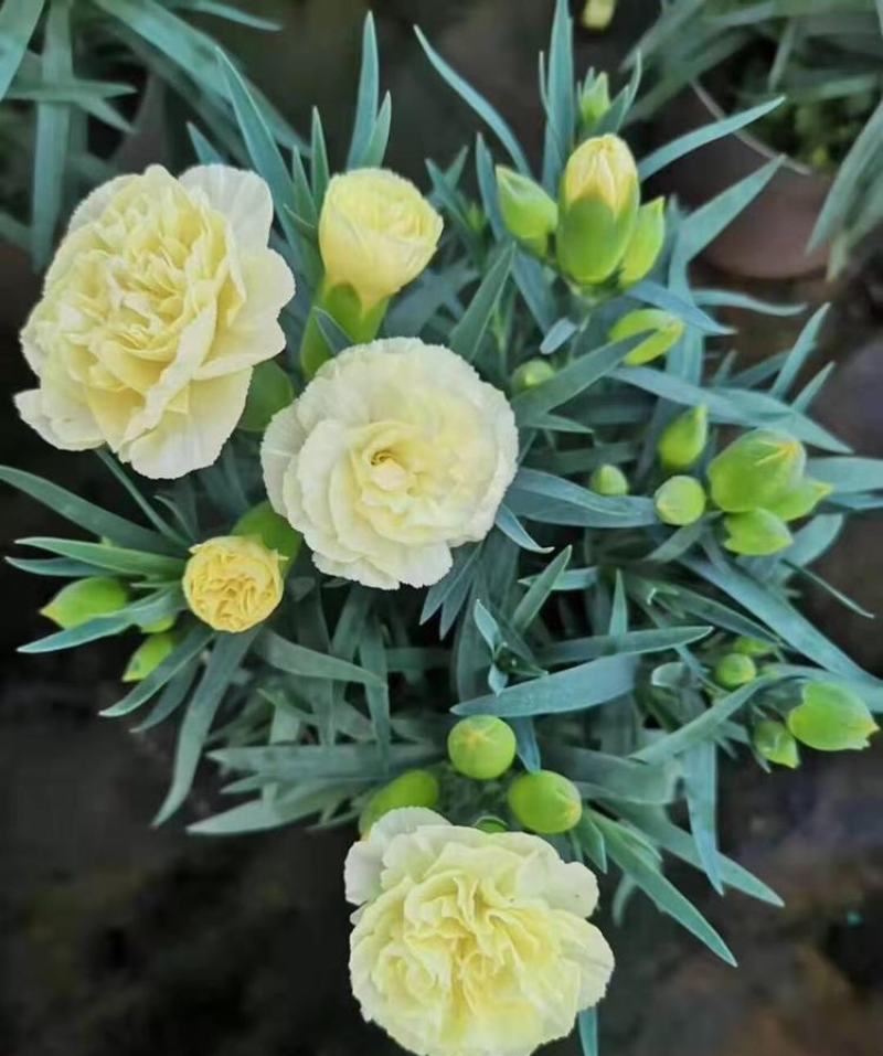 康乃馨花苗四季开花大花阳台庭院绿植盆栽花卉鲜花小苗