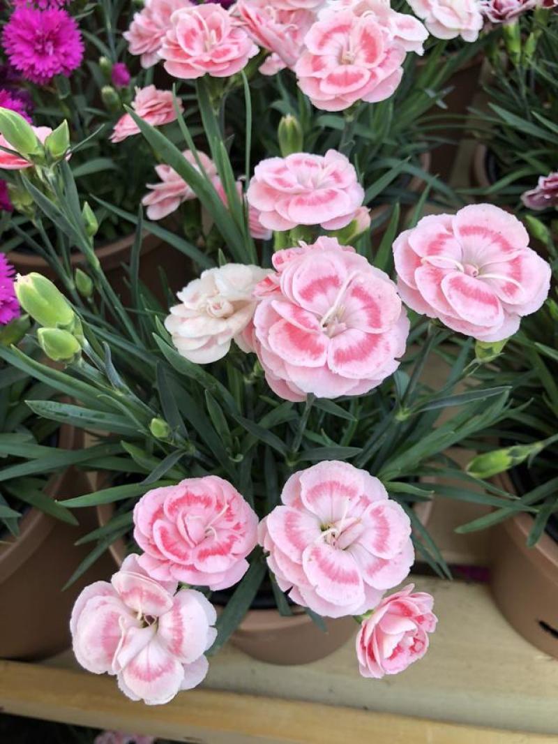 康乃馨花苗四季开花大花阳台庭院绿植盆栽花卉鲜花小苗