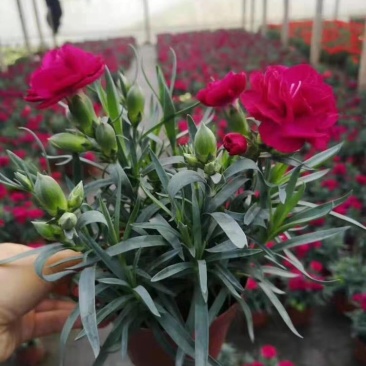 康乃馨花苗四季开花大花阳台庭院绿植盆栽花卉鲜花小苗