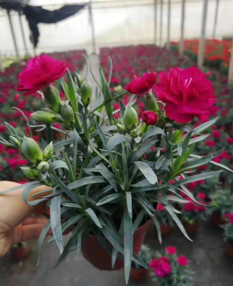 康乃馨花苗四季开花大花阳台庭院绿植盆栽花卉鲜花小苗