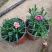 康乃馨花苗四季开花大花阳台庭院绿植盆栽花卉鲜花小苗