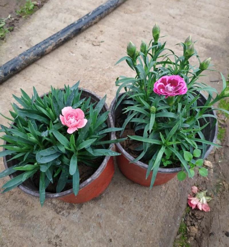 康乃馨花苗四季开花大花阳台庭院绿植盆栽花卉鲜花小苗