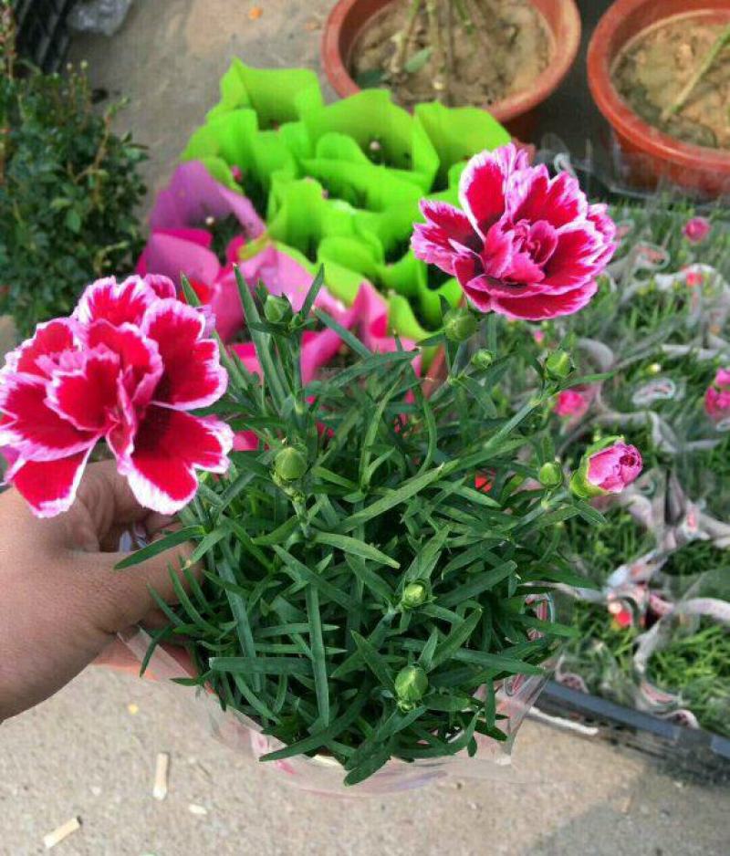 康乃馨花苗四季开花大花阳台庭院绿植盆栽花卉鲜花小苗