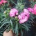 康乃馨花苗四季开花大花阳台庭院绿植盆栽花卉鲜花小苗