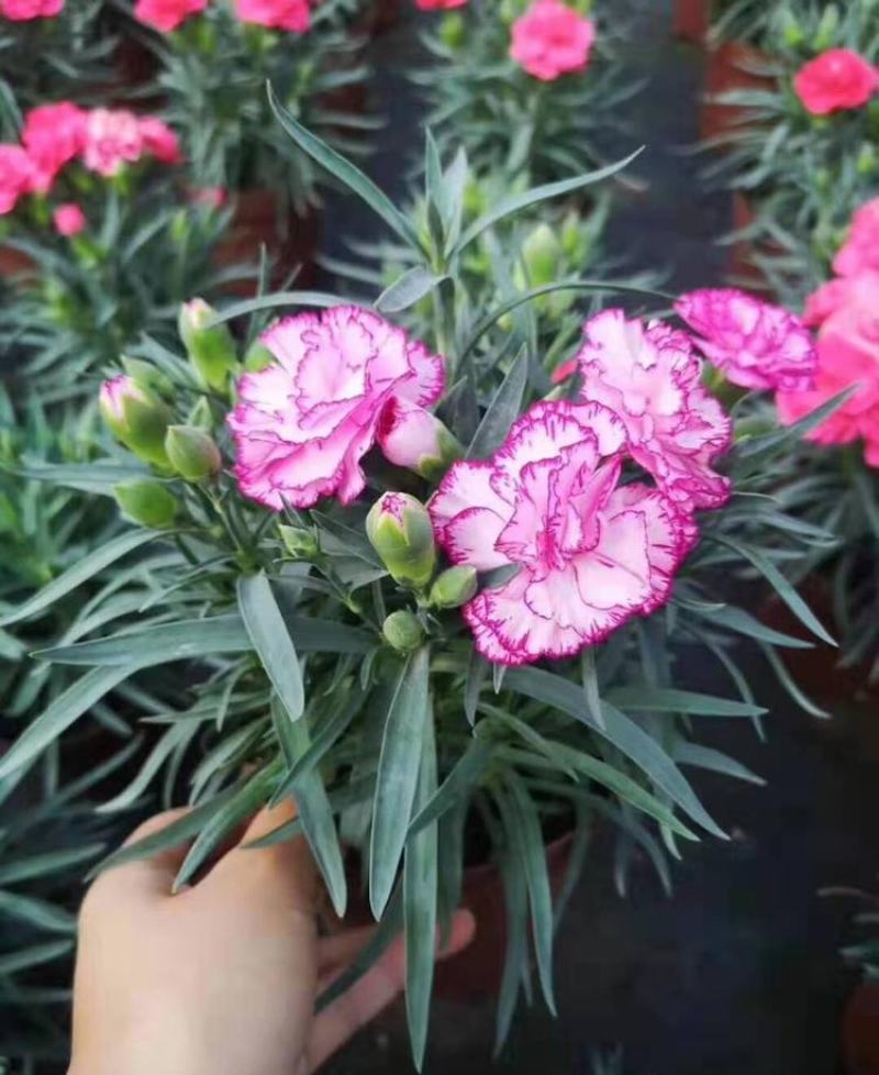 康乃馨花苗四季开花大花阳台庭院绿植盆栽花卉鲜花小苗