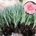 康乃馨花苗四季开花大花阳台庭院绿植盆栽花卉鲜花小苗