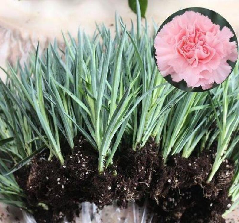 康乃馨花苗四季开花大花阳台庭院绿植盆栽花卉鲜花小苗