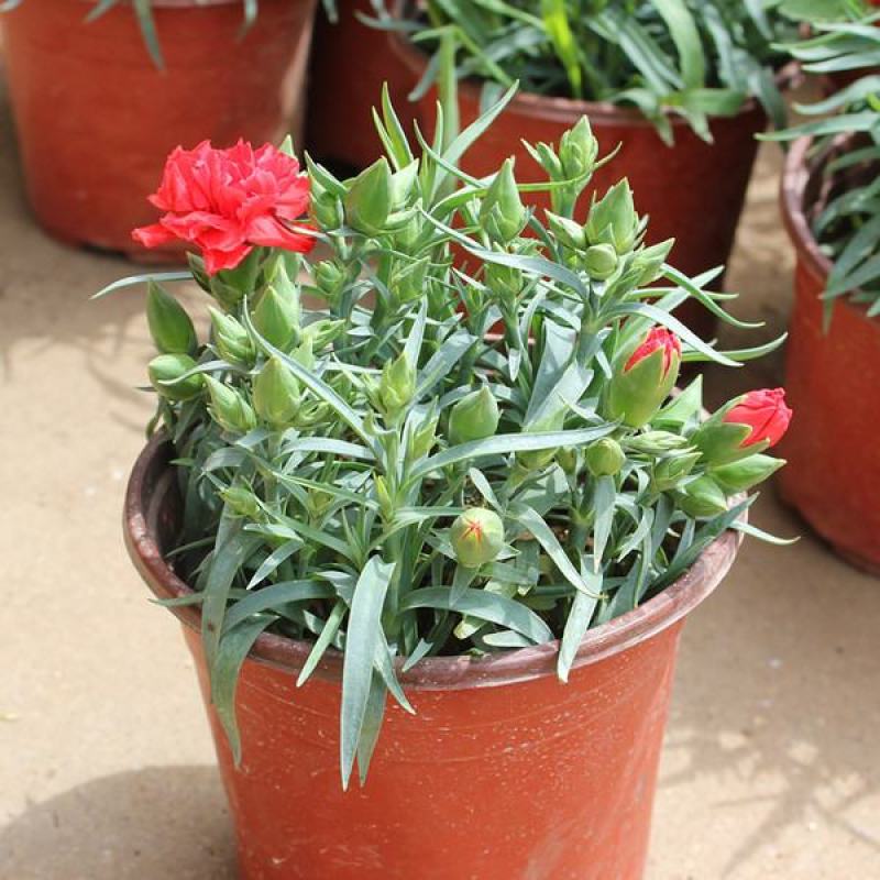 康乃馨花苗四季开花大花阳台庭院绿植盆栽花卉鲜花小苗
