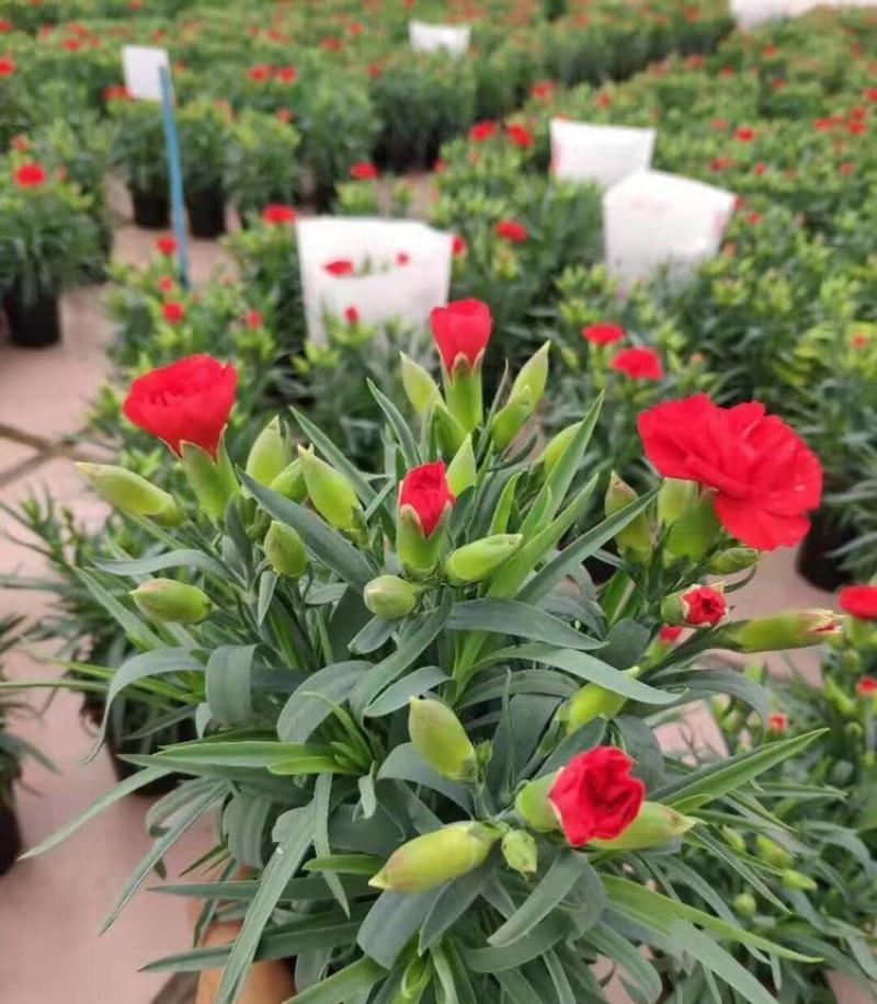 康乃馨花苗四季开花大花阳台庭院绿植盆栽花卉鲜花小苗